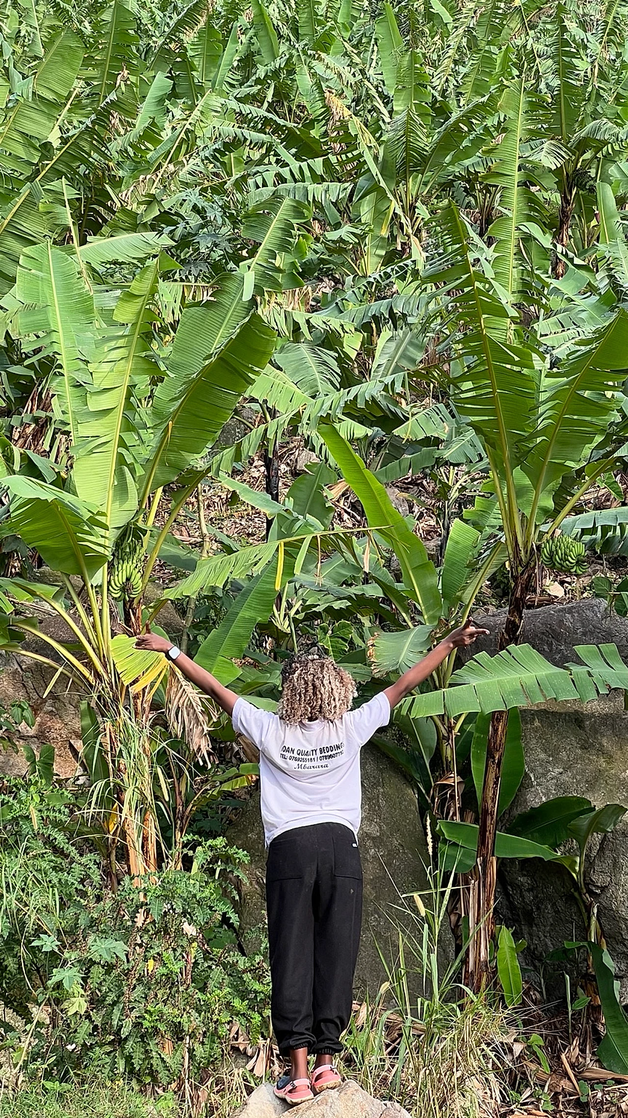 A person standing with arms outstretched below banana plants growing on a steep rocky slope