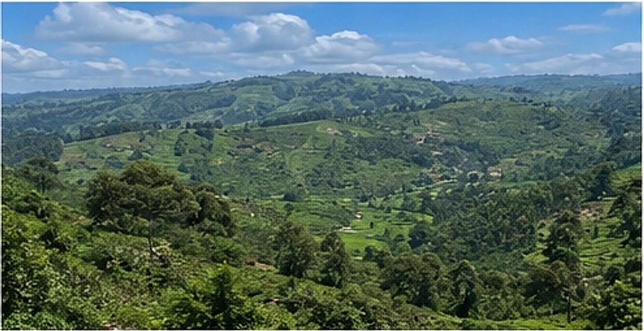 Wide view of cultivated green hills under cloud in the Buhweju highlands