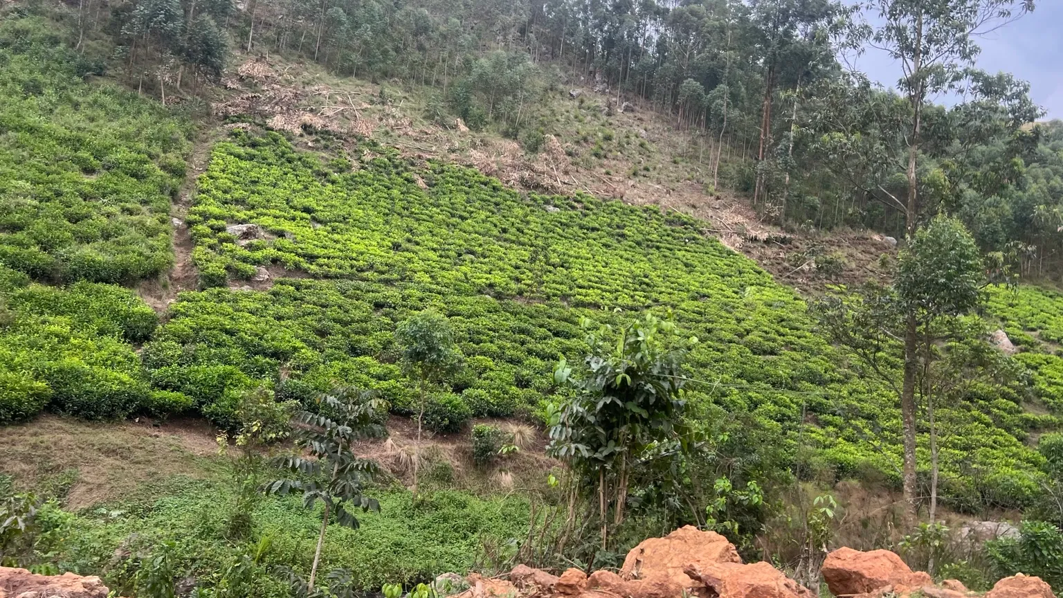 A steep hillside planted with rows of tea bushes, eucalyptus trees and bare cleared ground along the ridge above
