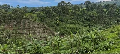 A steep hillside under mixed cultivation with trees and cleared ground